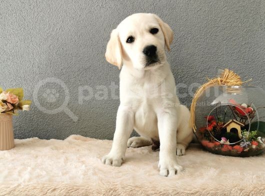 Fci Secereli Labrador Retriever