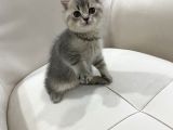 Aşırı Sevecen Ve Oyuncu Bayram Şekeri̇