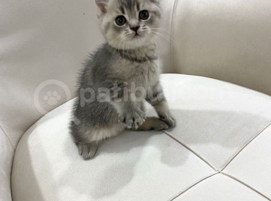Aşırı Sevecen Ve Oyuncu Bayram Şekeri̇ görsel