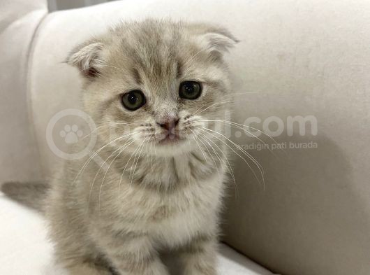 Aşırı Sevecen Ve Oyuncu Bayram Şekeri̇ görsel
