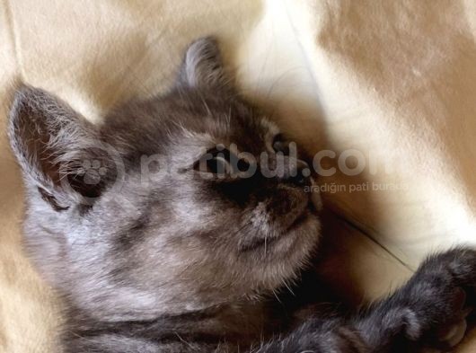 British Shorthair görsel