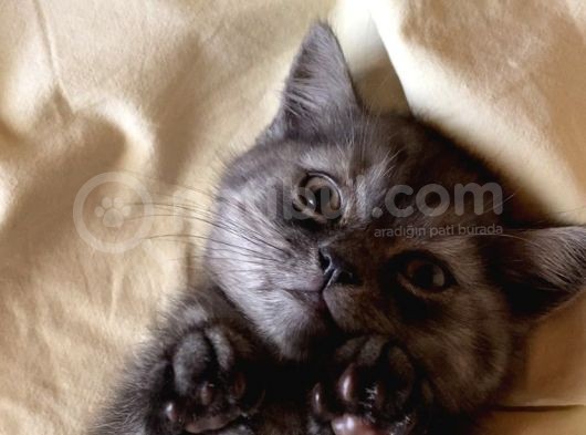 British Shorthair