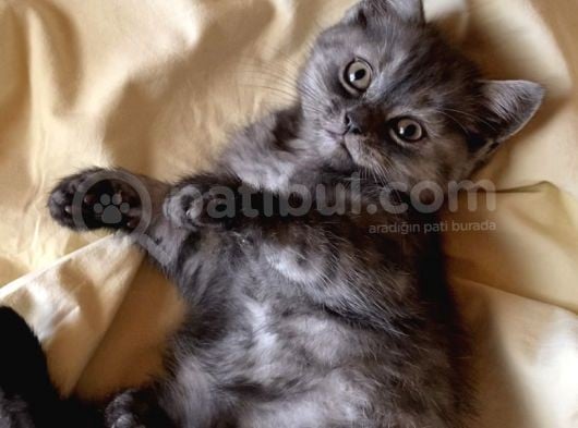 British Shorthair görsel