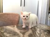 Bri̇ti̇sh Beyaz Bebekleri̇mi̇ Sahi̇plendi̇receği̇m Görüşülür