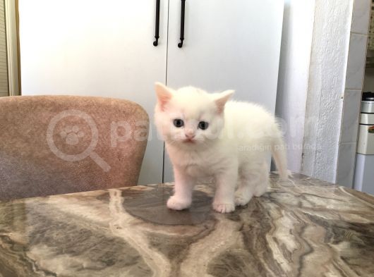 Bri̇ti̇sh Beyaz Bebekleri̇mi̇ Sahi̇plendi̇receği̇m Görüşülür görsel