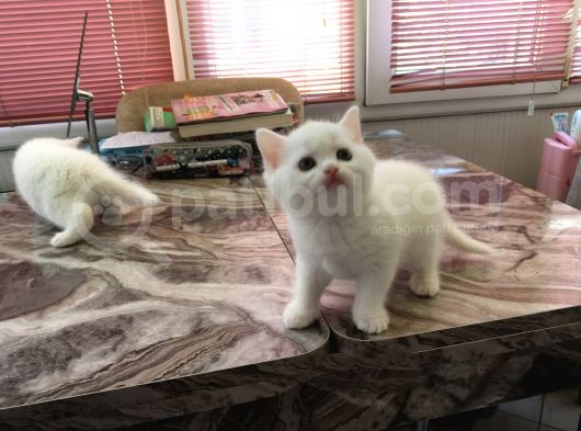 Bri̇ti̇sh Beyaz Bebekleri̇mi̇ Sahi̇plendi̇receği̇m Görüşülür görsel