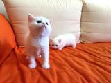 Bri̇ti̇sh Beyaz Bebekleri̇mi̇ Sahi̇plendi̇receği̇m Görüşülür