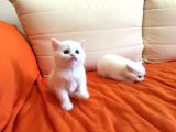 Bri̇ti̇sh Beyaz Bebekleri̇mi̇ Sahi̇plendi̇receği̇m Görüşülür