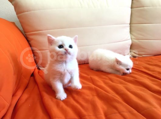 Bri̇ti̇sh Beyaz Bebekleri̇mi̇ Sahi̇plendi̇receği̇m Görüşülür görsel