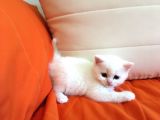 Bri̇ti̇sh Beyaz Bebekleri̇mi̇ Sahi̇plendi̇receği̇m Görüşülür