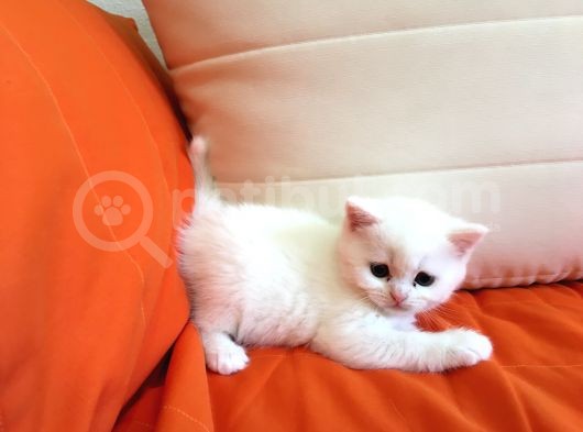 Bri̇ti̇sh Beyaz Bebekleri̇mi̇ Sahi̇plendi̇receği̇m Görüşülür görsel