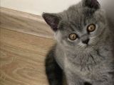 Orijinal British Shorthair Yavruları