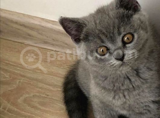 Orijinal British Shorthair Yavruları