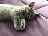 Orijinal British Shorthair Yavruları