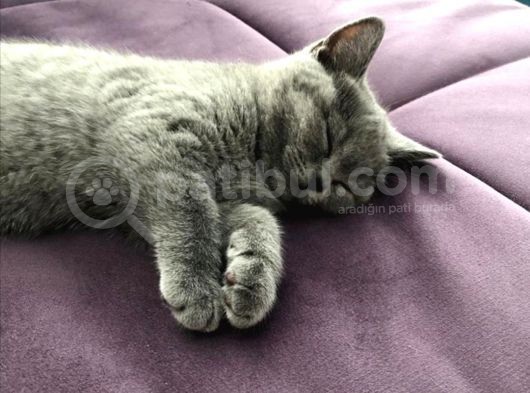 Orijinal British Shorthair Yavruları görsel