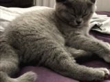 Orijinal British Shorthair Yavruları