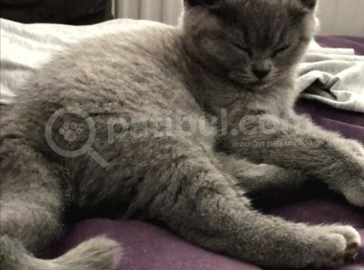 Orijinal British Shorthair Yavruları görsel
