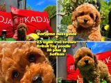 Orijinal Renk Safkan Red Brown Toy Poodle Oğlumuz Çokolin