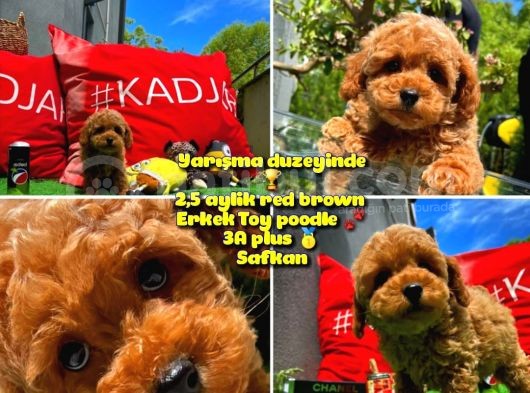 Orijinal Renk Safkan Red Brown Toy Poodle Oğlumuz Çokolin