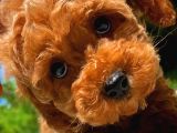 Orijinal Renk Safkan Red Brown Toy Poodle Oğlumuz Çokolin