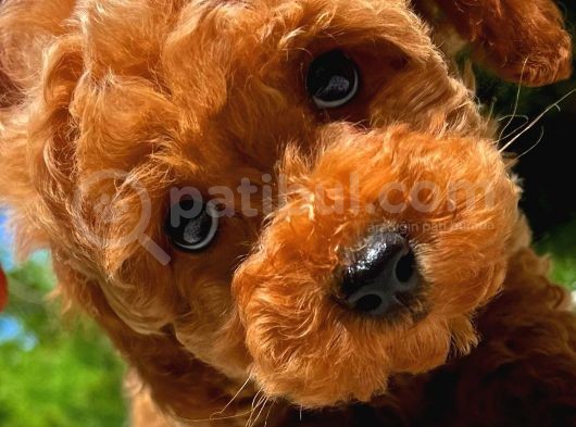 Orijinal Renk Safkan Red Brown Toy Poodle Oğlumuz Çokolin görsel