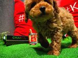 Orijinal Renk Safkan Red Brown Toy Poodle Oğlumuz Çokolin