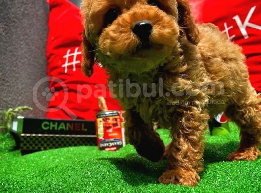 Orijinal Renk Safkan Red Brown Toy Poodle Oğlumuz Çokolin görsel