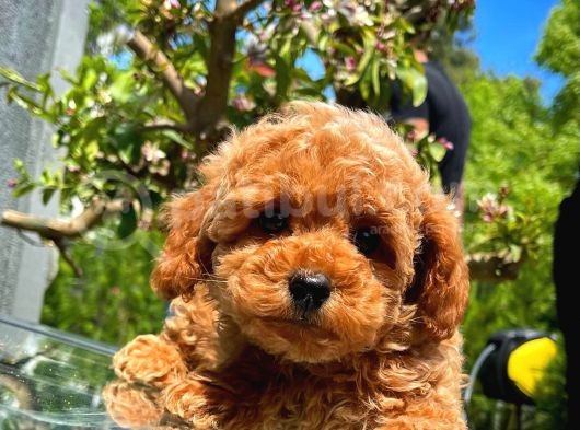 Orijinal Renk Safkan Red Brown Toy Poodle Oğlumuz Çokolin görsel