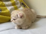 Scottish Shorthair