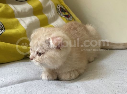 Scottish Shorthair