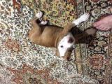 2 Aylık Pitbull Rednos Acil Sahiplendirme