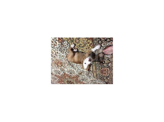 2 Aylık Pitbull Rednos Acil Sahiplendirme görsel