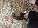 2 Aylık Pitbull Rednos Acil Sahiplendirme