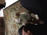 2 Aylık Pitbull Rednos Acil Sahiplendirme