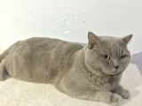 British Shorthair Lilac Erkek 1.5 Yaşında