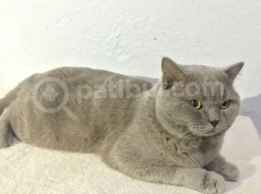 British Shorthair Lilac Erkek 1.5 Yaşında görsel