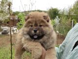 Chow Chow Bebekler