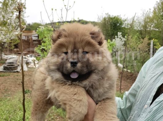 Chow Chow Bebekler