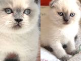 Scottish Fold Ve British Shorthair Blue Point Erkek Yavrular
