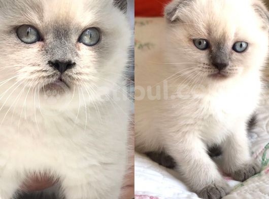 Scottish Fold Ve British Shorthair Blue Point Erkek Yavrular