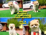 Orijinal Ayı Surat Teddybear Boo Pomeranian Oğlumuz Kujo