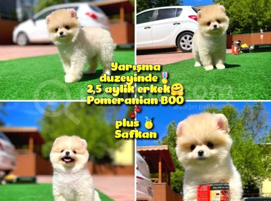 Orijinal Ayı Surat Teddybear Boo Pomeranian Oğlumuz Kujo