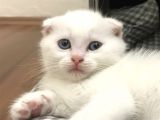 Tonkinese Anne Scottish Fold Baba 24 Mayis’ta Veri̇lecek