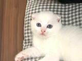 Tonkinese Anne Scottish Fold Baba 24 Mayis’ta Veri̇lecek