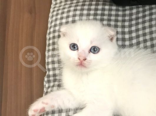 Tonkinese Anne Scottish Fold Baba 24 Mayis’ta Veri̇lecek