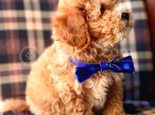 Safkan Toy Poodle Yavrularımız görsel