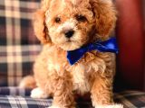 Safkan Toy Poodle Yavrularımız