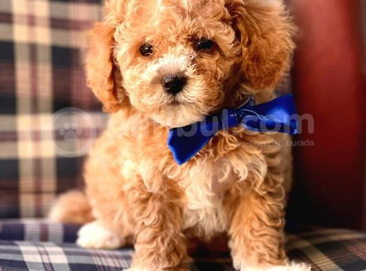Safkan Toy Poodle Yavrularımız görsel