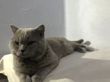 British Shorthair Lilac Erkek 1.5 Yaşında