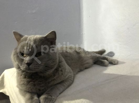 British Shorthair Lilac Erkek 1.5 Yaşında